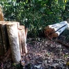 Một cây bằng lăng đường kính khoảng 50cm bị đốn hạ trái phép. (Ảnh: TTXVN phát)