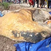 Một xác cá voi 10 tấn trôi vào vùng biển Bạc Liêu. (Ảnh: Nhật Bình/TTXVN)