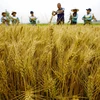 Một cánh đồng lúa mỳ ở tỉnh Hà Bắc, Trung Quốc. (Ảnh: THX/TTXVN)