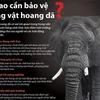 [Infographics] Vì sao cần bảo vệ động vật hoang dã?