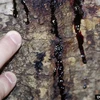 Nấm Phytophthora ramorum khiến cho các dòng nhựa bên trong thân cây rỉ ra bên ngoài. (Nguồn: ipmimages.org)