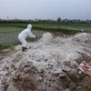 Nhân viên thú y rắc vôi bột khử trùng nơi tiêu hủy lợn bệnh theo quy định ở thôn An Chiêng, xã Liên Phương, TP Hưng Yên. (Ảnh: Vũ Sinh/TTXVN)