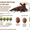 [Infographics] Càphê Buôn Ma Thuột - Tinh hoa đại ngàn