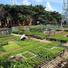 Vườn rau xanh tươi tốt góp phần cải thiện bữa ăn cho cán bộ, chiến sỹ trên đảo Trường Sa Đông. (Ảnh: Hoàng Hùng.TTXVN)
