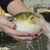 Cá nóc là một trong những món ngon hàng đầu Nhật Bản. (Nguồn: japantimes.co.jp)