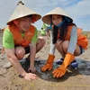 Các tình nguyện viên tham gia trồng rừng ngập mặn. (Nguồn: Vietnam+)