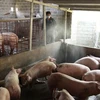 Phun thuốc tiêu độc phòng tránh dịch bệnh cho đàn lợn. (Ảnh minh họa: Quý Trung/TTXVN)