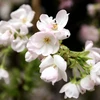 Vẻ đẹp rạng rỡ của hoa anh đào Nhật Bản. (Ảnh: Thành Đạt/TTXVN)