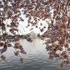 Đến lượt thủ đô Washington D.C của Mỹ chìm trong sắc hoa anh đào
