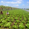Nông dân huyện U Minh Thượng trồng rau theo hướng an toàn vệ sinh thực phẩm. (Ảnh minh họa: Lê Sen/TTXVN)