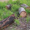 Gần 20ha rừng tự nhiên bị phá trắng ở huyện Ea Súp, Đắk Lắk. (Ảnh: Phạm Cường/TTXVN)