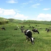 Mộc Châu Milk lựa chọn chiến lược phát triển nông nghiệp bền vững với mô hình liên kết 4 nhà bền chặt.