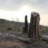 Hiện trường một vụ phá rừng tại huyện Mang Yang, tỉnh Gia Lai được phát hiện giữa tháng 3/2019. (Ảnh: Dư Toán/TTXVN)