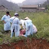 Cán bộ thú y tỉnh đang lấy mẫu bệnh phẩm tại phường Tân Giang, thành phố Cao Bằng. (Ảnh: TTXVN phát)