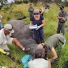 Các thành viên của tổ chức Save the Rhino dùng phương pháp bắn thuốc gây mê khiến tê giác tạm thời bất tỉnh để tiêm một hỗn hợp thuốc độc và dung dịch nhuộm màu trực tiếp vào sừng. (Ảnh: Phi Hùng/TTXVN)