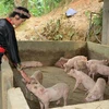 Lợn bị nhiễm bệnh tả lợn châu Phi. (Ảnh: Đức Tưởng/TTXVN)