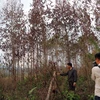 Hàng ngàn cây thông bị hạ độc, chết đứng tại Lâm Đồng. (Ảnh: Quốc Hùng-Đặng Tuấn/TTXVN)