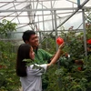 Du khách đến thăm trang trại hoa hồng tại Đà Lạt. (Ảnh: Đặng Tuấn/TTXVN)
