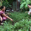 Bà Phạm Thị Hậu (phải) hướng dẫn cho hộ chị Thị Xinh cách trồng rau màu. (Ảnh: Lê Sen/TTXVN)