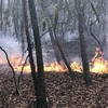 Cánh rừng trồng nguyên liệu đang bị cháy. (Ảnh: Trần Tĩnh/TTXVN)