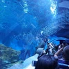 Công viên thủy cung cao nhất thế giới. (Nguồn: xinhuanet.com)