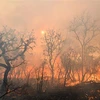 Cháy rừng dữ dội tại Brasilia, Brazil. (Ảnh: AFP/TTXVN)