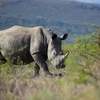 Hai cá thể tê giác trắng phương Bắc cuối cùng còn sống trên Trái đất được chăm sóc tại khu bảo tồn ở Kenya ngày 23/8/2019. (Ảnh: AFP/TTXVN)