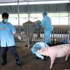 Ngành chức năng tỉnh Ninh Thuận lấy mẫu huyết thanh của đàn lợn ông Đỗ Tấn Đức để gửi kiểm tra dịch bệnh tả lợn Châu Phi. (Ảnh: Côn)g Thử/TTXVN)