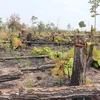 Hiện trường vụ phá rừng tại xã biên giới Ia Meur. (Ảnh: Dư Toán/TTXVN)