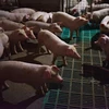 Trang trại lợn. (Ảnh minh họa: AFP/TTXVN)