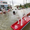 Cảnh ngập lụt do mưa lớn tại tỉnh Ubon Ratchathani, Thái Lan ngày 14/9/2019. (Ảnh: AFP/TTXVN)