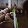 Lợn được nuôi tại trang trại ở tỉnh Hà Nam, Trung Quốc. (Ảnh: AFP/ TTXVN)
