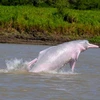 Cá heo sông Amazon. (Nguồn: whales.org)