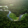 Rừng Amazon. (Nguồn: interestingengineering.com)