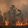 Hiện trường vụ cháy rừng tại Bobin, Australia, ngày 9/11/2019. (Ảnh: AFP/ TTXVN)