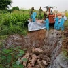 Lực lượng chức năng huyện An Phú (An Giang) tiến hành tiêu hủy số lợn vừa bắt giữ. (Ảnh: Công Mạo/TTXVN)