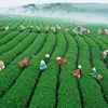 Khám phá vùng trồng trà gần 100 năm tuổi tại Đà Lạt
