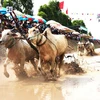 Về An Giang chứng kiến vẻ đẹp dân gian trong lễ hội đua bò Bảy Núi