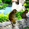 Đảo Khỉ - địa điểm thú vị khi ghé thăm thành phố Nha Trang xinh đẹp