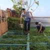 Chiến sỹ đảo Đá Lớn, quần đảo Trường Sa chăm sóc vườn rau xanh trên đảo. (Ảnh: Nguyễn Văn Nhật/TTXVN)