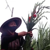 Nông dân Bình Ngọc thu hoạch hoa lay ơn trồng sớm để bán vào dịp 23 tháng Chạp. (Ảnh: Xuân Triệu/TTXVN)