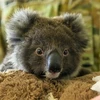 Gấu túi được chăm sóc sau khi được cứu khỏi đám cháy rừng tại Kingscote, Australia, ngày 7/1/2020. (Ảnh: AFP/ TTXVN)