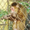 Cá thể khỉ mặt đỏ quý hiếm được người dân tự nguyện giao nộp cho cơ quan chức năng tỉnh Quảng Bình. (Ảnh: TTXVN phát)