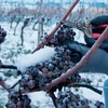 Rượu vang tuyết được làm từ các quả nho được đông lạnh tự nhiên trên giàn. (Nguồn: theguardian.com)