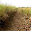 Lúa khô cháy, đất nứt nẻ là tình trạng chung trên nhiều cánh đồng ở huyện Tân Trụ. (Ảnh: Bùi Giang/TTXVN)
