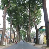 Đường Trần Quốc Thảo, quận 3, TP HCM vắng bóng người và phương tiện giao thông. (Ảnh:TTXVN)