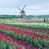 Nhật Bản 'san phẳng' cánh đồng tulip 80.000 bông đang độ nở rộ 