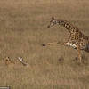 Bức ảnh ấn tượng ghi lại khoảnh khắc một con hươu cao cổ mẹ cố gắng tuyệt vọng để bảo vệ đứa con một ngày tuổi khỏi nanh vuốt một con sư tử cái ở Công viên quốc gia Maasai Mara, Kenya. (Nguồn: DailyMail)