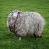 Chú cừu Prickles với bộ lông khổng lồ. (Nguồn: Metro.co.uk)