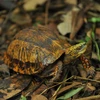 Rùa hộp trán vàng miền Bắc được nuôi dưỡng bán hoang dã tại Trung tâm bảo tồn rùa Cúc Phương. 
